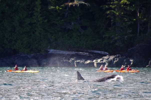 orca_kayakers_johnston